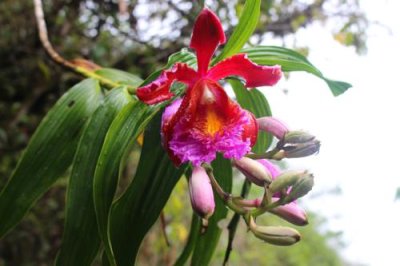 2016045404 Orchid Machu Picchu.jpg