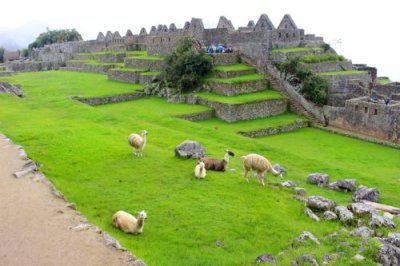2016045468 Llamas Machu Picchu.jpg