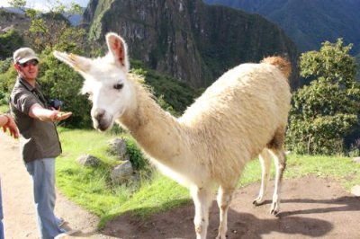 2016045630 Llama Machu Picchu.jpg