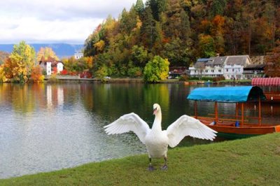 2016108723 Swan Lake Bled.jpg