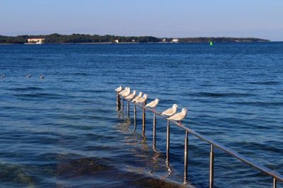 2016109070 Seagulls Fazana.jpg