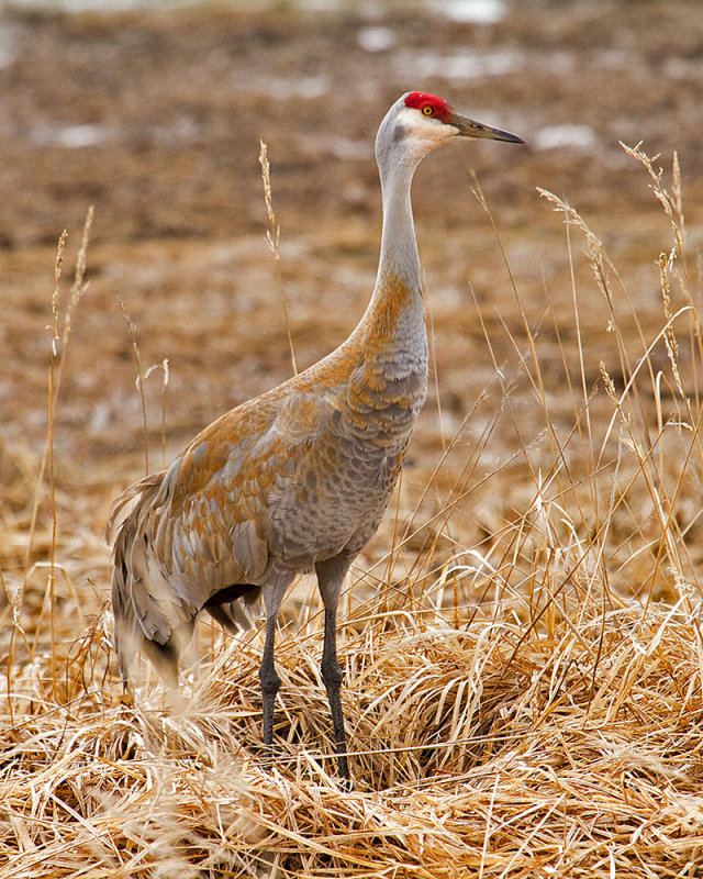 Sandhill Crane