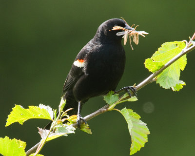 Red-wing Blackbird with dinner