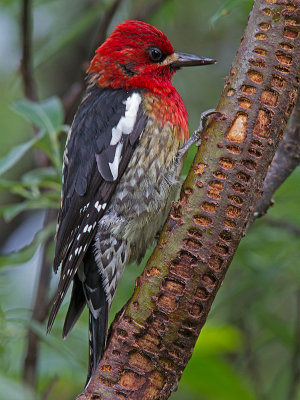 Adult Red-breasted Sapsucker