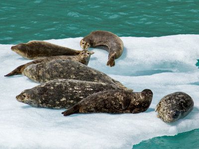 Harbor Seals on Ice