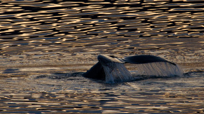Whale Sounding, taken from Deck 4 leaving Juneau