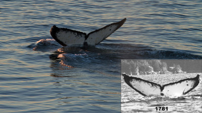 Whale tail with inset ID photo from the Whale Foundations Catalog taken from Deck 4