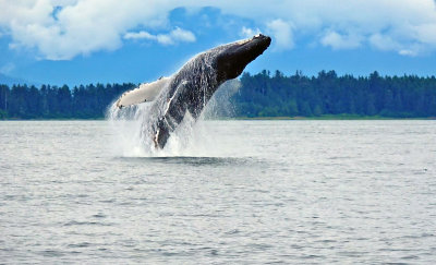Humpback Whale Breaching July 2016