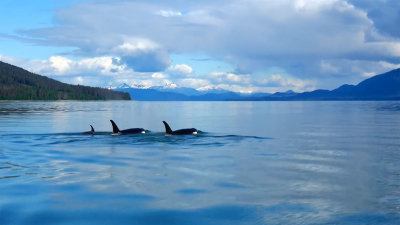 Killer Whales in Stephens Passage
