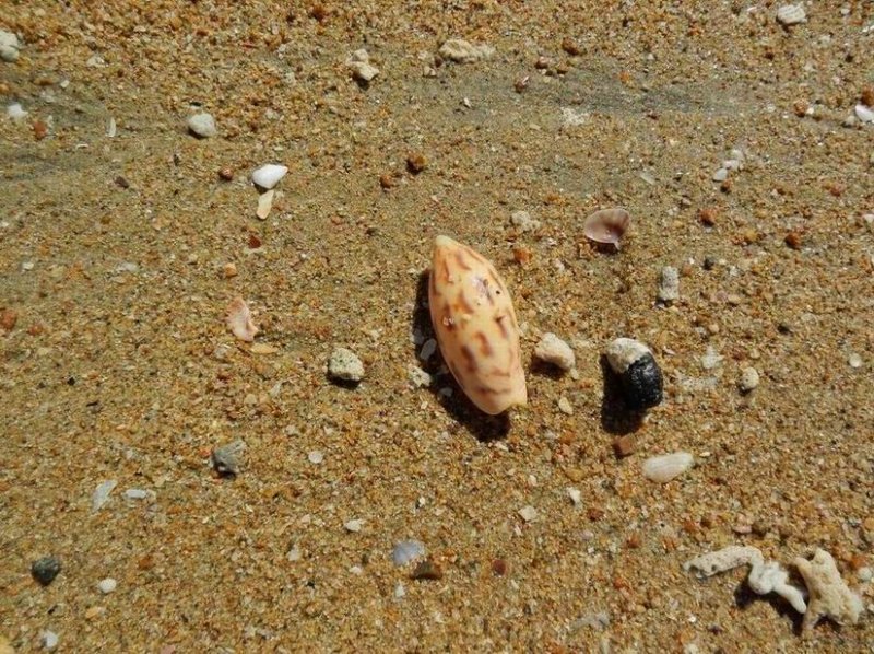 BowenQld2014_Shell_2997.JPG