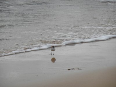 RedCappedPlover@MysteryBay1139.JPG
