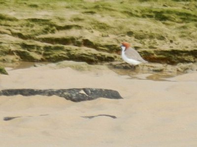 RedCappedPlover@MysteryBay1147.JPG