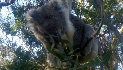 Koala2013-07-03_15-43-56_73.jpg