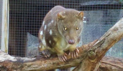 Quoll2013-07-04_16-52-01_154.jpg