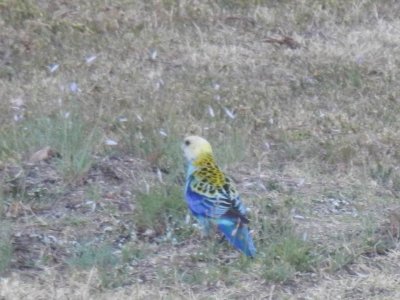 MoreePaleFacedRosella1490.JPG