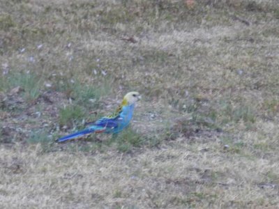 MoreePaleFacedRosella1497.JPG