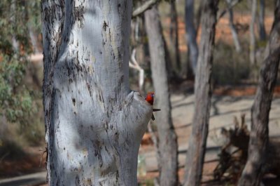 HillEndCrimsonRosellaNest_0402.JPG