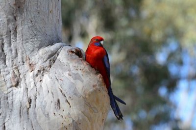 HillEndCrimsonRosellaNest_0406.JPG
