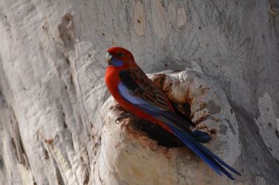 HillEndCrimsonRosellaNest_0412.JPG