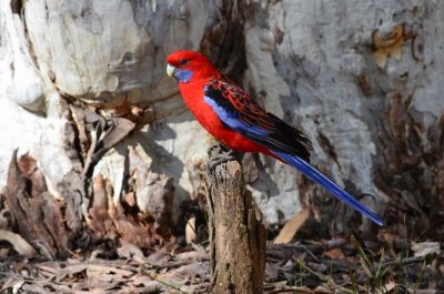 HillEndCrimsonRosella_0405.JPG
