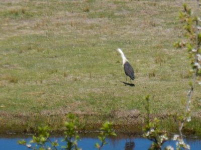 HillEndWhiteNeckedHeron1651.JPG