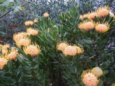 KillcareProteas1706.JPG