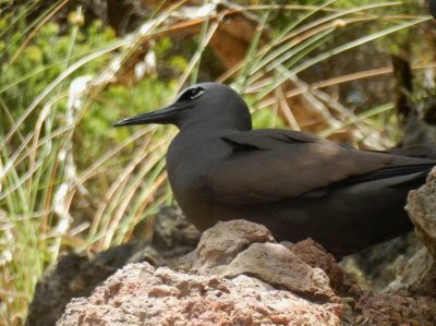 CommonBooby2460.JPG