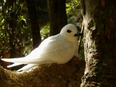 WhiteTerns2454.JPG