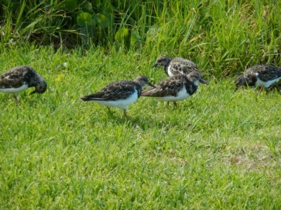 RuddyTurnstone1923.JPG