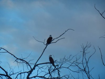 RainbowBeachBrahminyKite2543.JPG