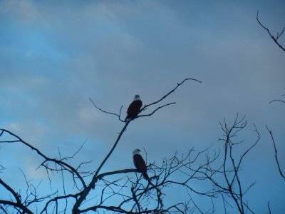 RainbowBeachBrahminyKite2543.JPG