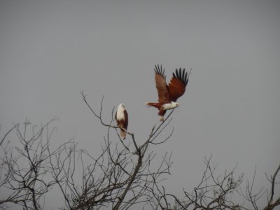 RainbowBeachBrahminyKite2565.JPG