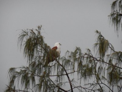 RainbowBeachBrahminyKite2576.JPG