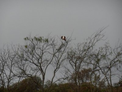 RainbowBeachBrahminyKiteMating2555.JPG