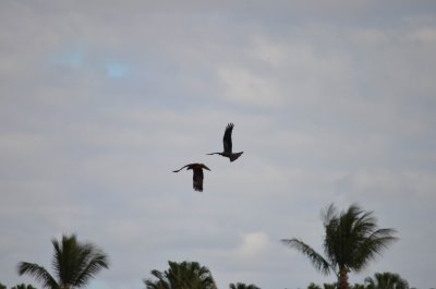 KinkaBeachQld2014_KitesMating_1027.JPG