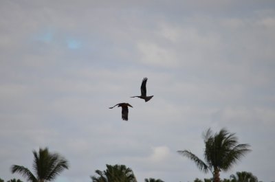 KinkaBeachQld2014_KitesMating_1027.JPG