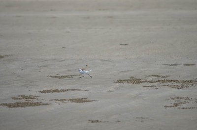 KinkaBeachQld2014_RedCappedPlover_0998.JPG