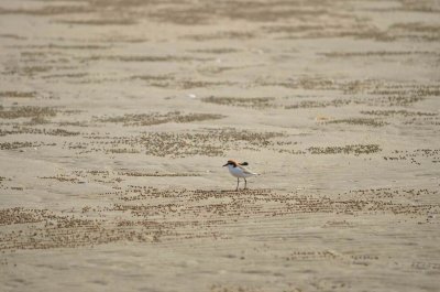 KinkaBeachQld2014_RedCappedPlover_1002.JPG