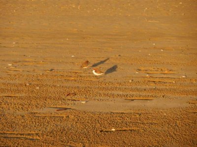 KinkaBeachRockhamptonQld2014_RedCappedPlover.JPG