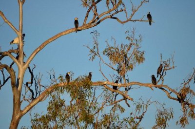 CapePalmerstonQld2014_RoostingCormorants.JPG