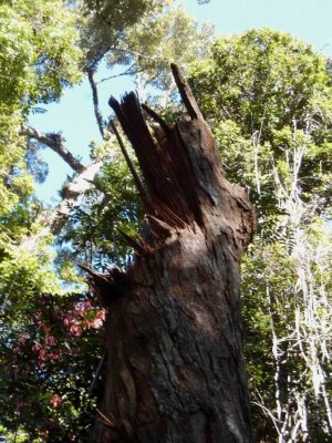 EungellaQld20142883_StormDamage.JPG