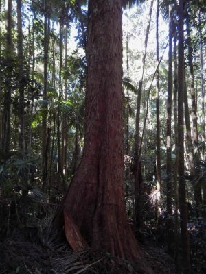 EungellaQld2014QueenslandRedCedar.JPG