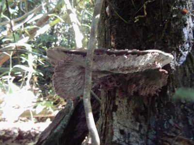 EungellaQld2014_Fungi20142884.JPG