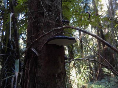 EungellaQld2014_Fungi2824.JPG