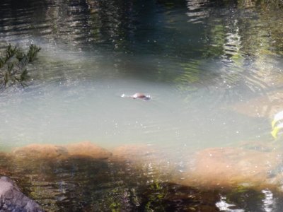 EungellaQld2014_Platypus2842.JPG