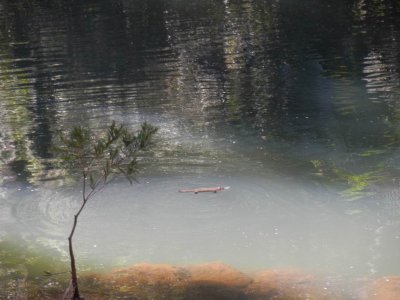 EungellaQld2014_Platypus2843.JPG