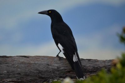 EungellaQld2014_Currawong_1174.JPG