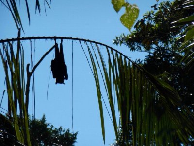 FinchHattonGorgeQld2014_FlyingFox.JPG