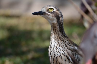 AirlieBeachQld2014_StoneCurlew_1324.JPG