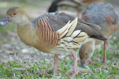 AirlieBeachQld2014_WhistlingDuck_1381.JPG